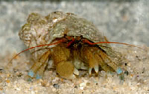 hermit crab